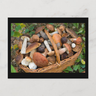 autumn mushrooms postcard
