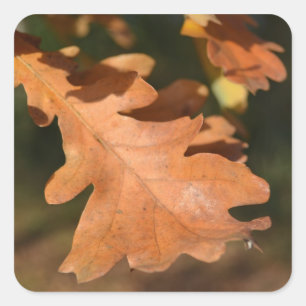 Autumn Oak Leaf Stickers