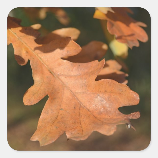 Autumn Oak Leaf Stickers (Front)