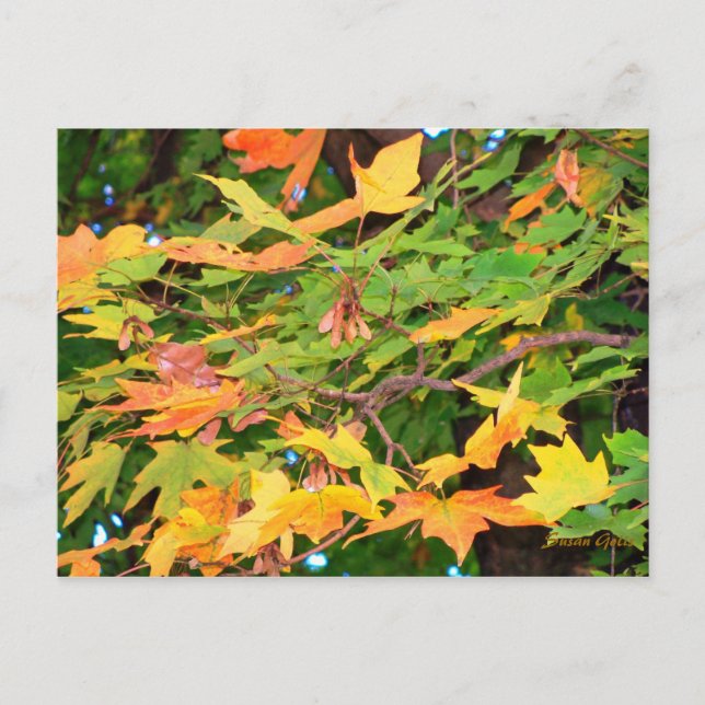 Autumn Oak Leaves Thanksgiving Postcard (Front)