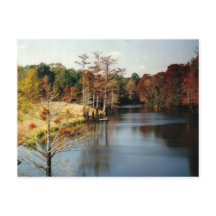 Autumn on the Bayou Postcard