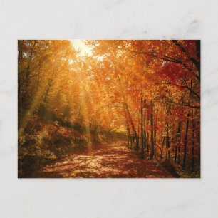 Autumn Orange Brown Trees Forest Nature Photograph Postcard
