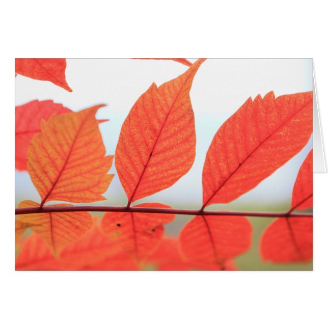 Autumn Orange Leaves (Front Horizontal)