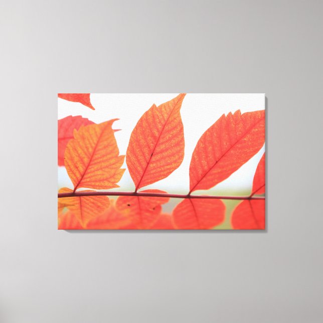 Autumn Orange Leaves Canvas Print (Front)