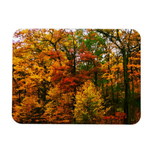 Autumn Orange Trees Magnet