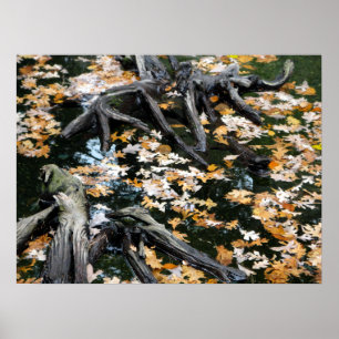 Autumn Otter Pond of Leaves Poster