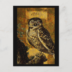 Autumn Owl Postcard