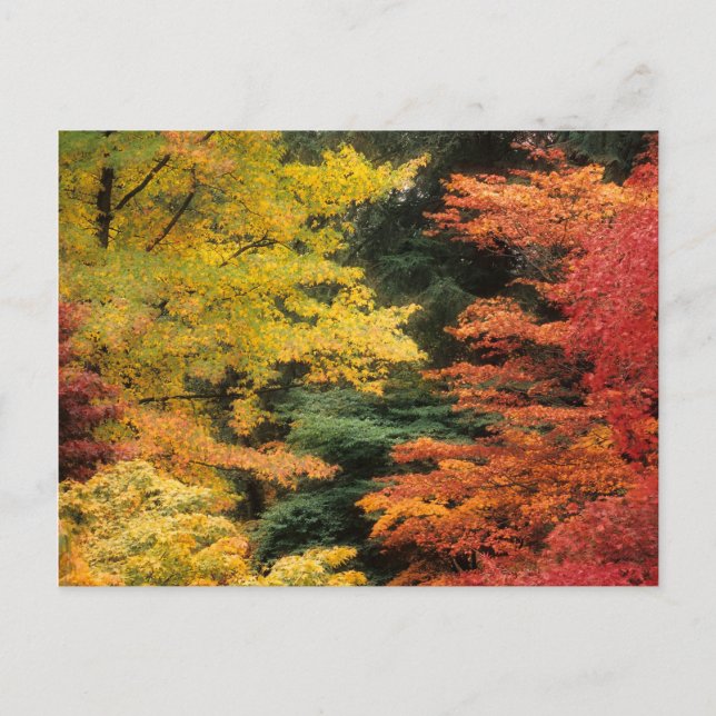 Autumn Palette Postcard (Front)