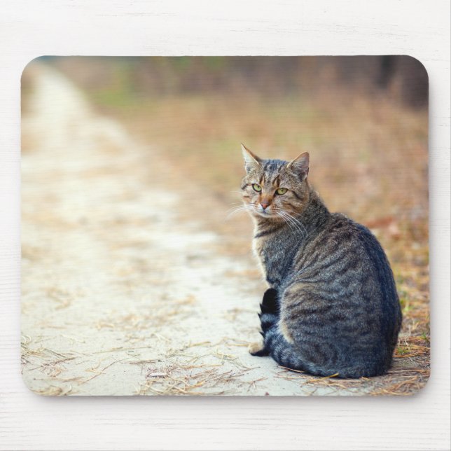 Autumn Path Tabby Mouse Mat (Front)