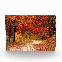 Autumn Path Through the Trees