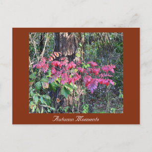 Autumn Photo Postcard
