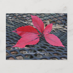 Autumn Photo Postcard