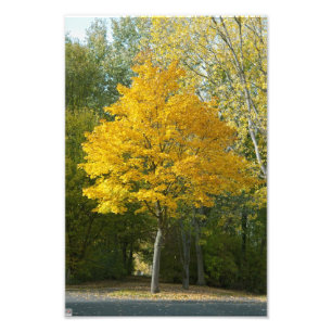 Autumn Photo Print