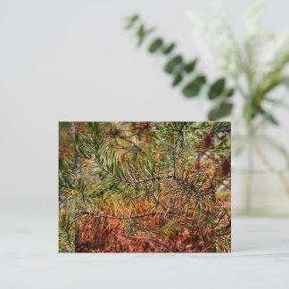 Autumn Pine Needles  Holiday Postcard