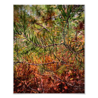 Autumn Pine Needles  Photo Print