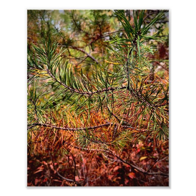 Autumn Pine Needles  Photo Print (Front)