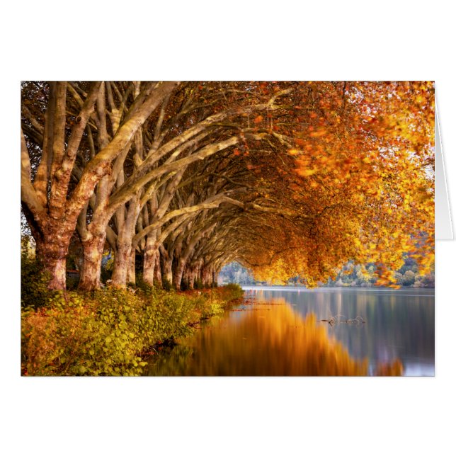 Autumn Plane Trees Over a Lake (Front Horizontal)