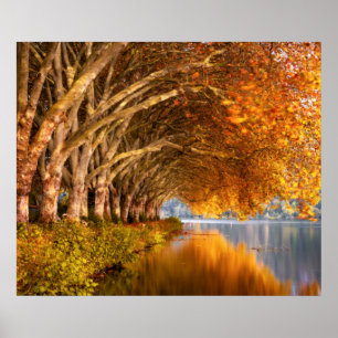 Autumn Plane Trees Over a Lake Poster
