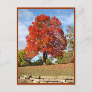 Autumn Pleasures Postcard