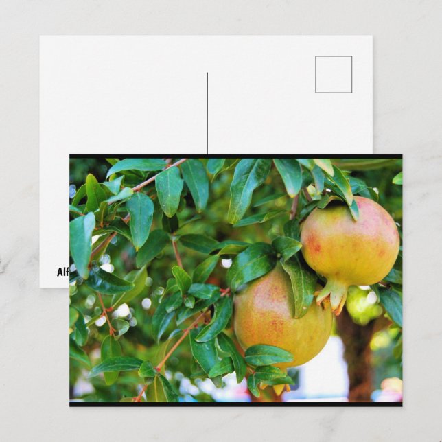 Autumn Pomegranates Postcard (Front/Back)