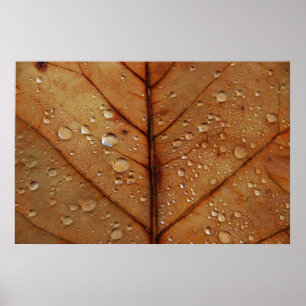 Autumn Poster