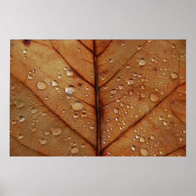 Autumn Poster (Front)