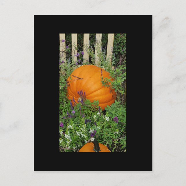 Autumn Pumpkin garden Post Card (Front)