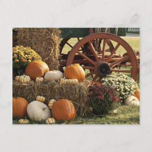 Autumn Pumpkins And Mum Display Postcard