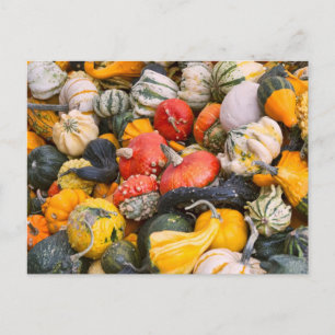 Autumn Pumpkins, Gourds and Squashes Postcard