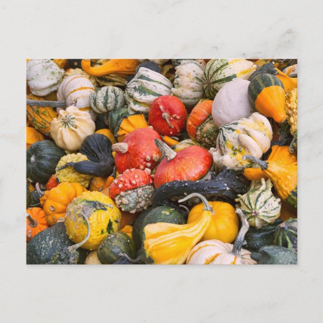Autumn Pumpkins, Gourds and Squashes Postcard (Front)