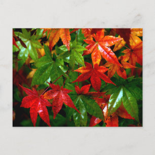 Autumn Rain Postcard