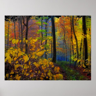 Autumn rain , poster