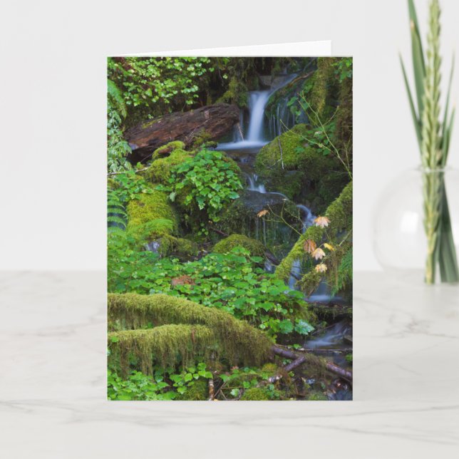 Autumn Rainforest | Olympic National Park Card (Front)