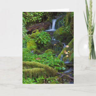 Autumn Rainforest   Olympic National Park Card