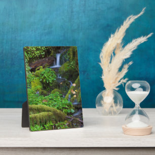 Autumn Rainforest   Olympic National Park Plaque