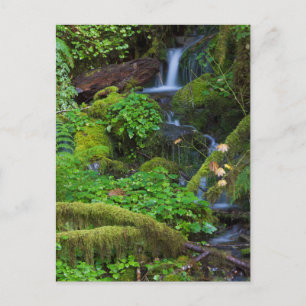 Autumn Rainforest   Olympic National Park Postcard