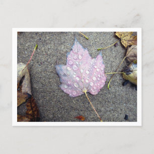 Autumn Rains Postcard