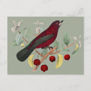 autumn red bird vintage postcard