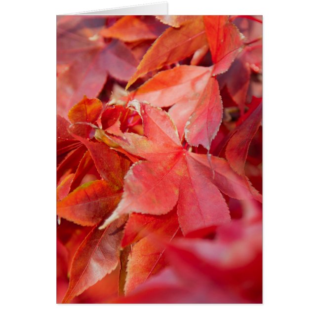 Autumn Red Maple Leaves (Front)
