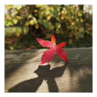 Autumn Red Purple Leaf sunshine