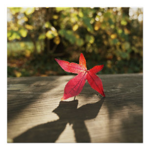 Autumn Red Purple Leaf sunshine Poster