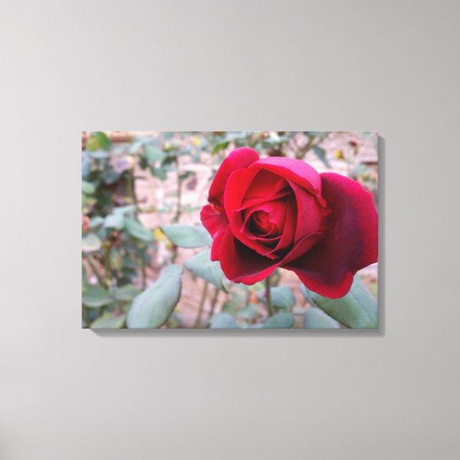 Autumn red rose canvas print (Front)