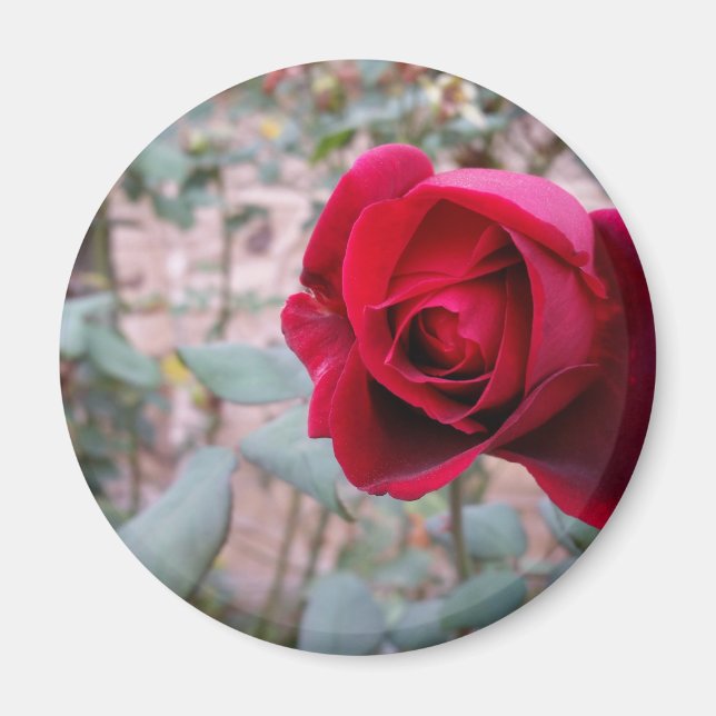 Autumn red rose magnet (Front)