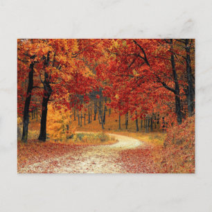 Autumn Red Season Landscape Postcard