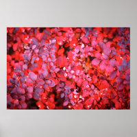 Autumn red violet vibrant bush foliage background