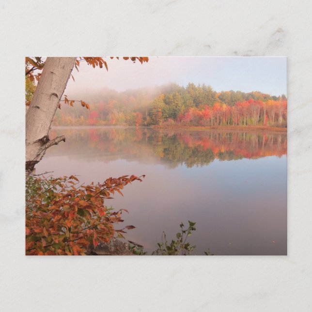 Autumn Reflections Beyond the Birch Postcard (Front)