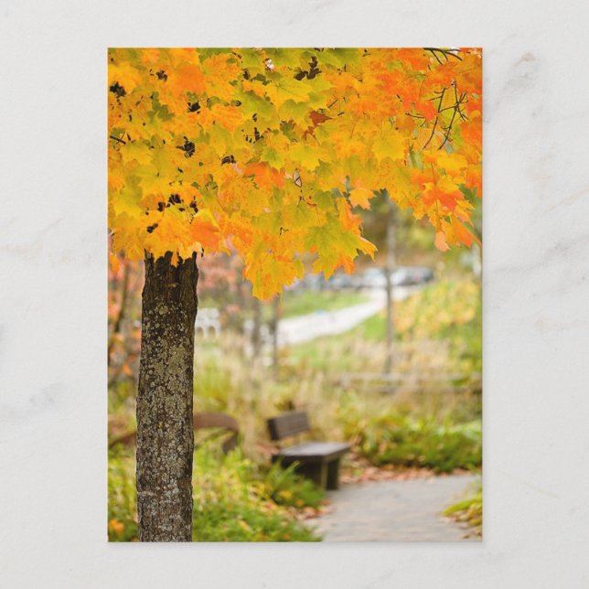 Autumn Scene Postcard (Front)