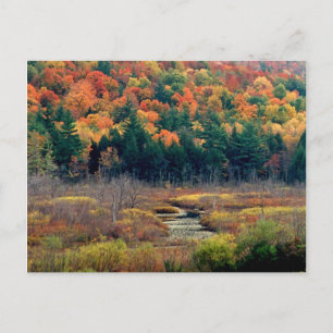 Autumn Scene Postcard