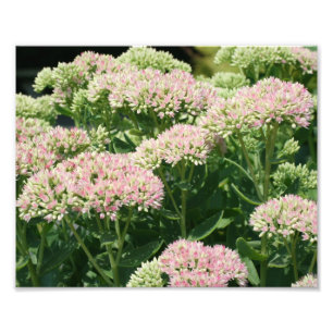 Autumn Sedum Petals 10x8 Close Up Flower  Photo Print