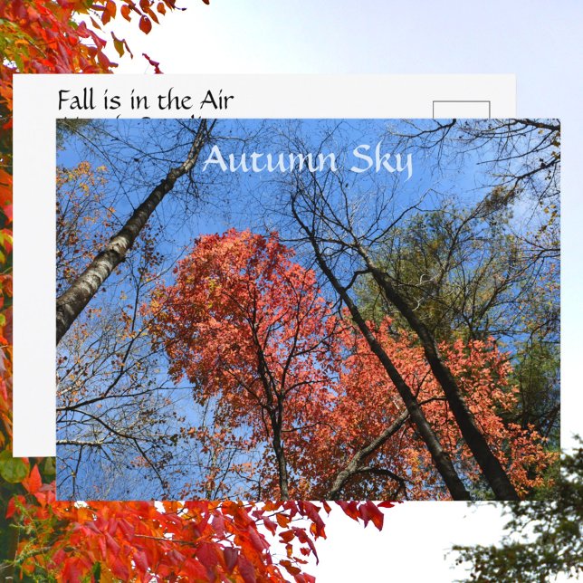 Autumn Sky Colourful Autumn Trees Photographic Postcard (Creator Uploaded)